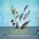 Symclosene TCCA 30% Bahan Kimia Desinfeksi Air Untuk Ikan Udang Aquafarms